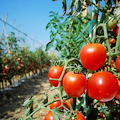 A Cava arriva il ladro seriale di pomodori: presi di mira i terreni di San Martino