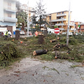 Alberi pericolosi abbattuti a San Marzano sul Sarno, sindaca Zuottolo: «Evitiamo la tragedia di Cava de’ Tirreni»