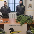 Arrestato uomo a Cava de' Tirreni: coltivava piante di canapa indiana sul terrazzo