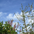 Arrivederci inverno, è iniziata la primavera. Perché oggi e non il 21 marzo