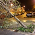 Caduta di lamiere e di alberi: disagi a Cava de' Tirreni per il maltempo [FOTO]