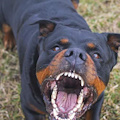 Cava de' Tirreni, 47enne azzannata da rottweiler: tragedia sfiorata 