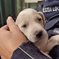 Cava de' Tirreni, cuccioli lanciati nel torrente: salvo un solo Breton Setter /foto 