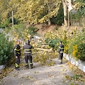 Cava de' Tirreni, forte vento: cade albero a via Gaetano Carleo