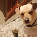 Cava de' Tirreni, il cane Roy si è perso: l'appello per ritrovarlo