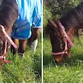 Cava de' Tirreni, la pony Luce “maltrattata per anni”: questo l’esito degli esami a Napoli