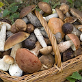 Dal bosco al piatto: a Minori un corso funghi e tartufi