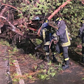 Intervento dei Vigili del Fuoco a Battipaglia per un albero caduto su un'automobile 