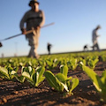 Ismea, 70 milioni per l’acquisto di terreni agricoli da parte di giovani under 40