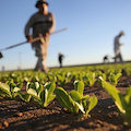 ISMEA: pubblicato il bando per subentro e sviluppo dell'imprenditoria giovanile in agricoltura