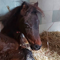 La pony Luce curata a Cava de' Tirreni, Sindaco Servalli: «Nostro canile è una vera eccellenza, grazie a tutti i volontari»