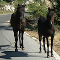 Lamberti, pericolo cavalli