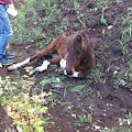 Legato ad un albero e abbandonato in montagna: pony soccorso e trasportato a Cava de' Tirreni per le cure