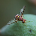 Mosca orientale della frutta: Regione Campania riconosce stato di emergenza anche per Cava de' Tirreni 