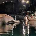 Muore balenottera a Sorrento: è la più grande mai avvistata nel Mediterraneo