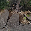 Paura a Cava de' Tirreni: vento sradica albero nei pressi del cimitero