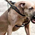 Paura a Nocera, pitbull uccide un cagnolino sotto gli occhi del padrone 