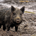 Peste suina in Campania, ridotta la zona rossa a 8 comuni: al via ristori e piano di depopolamento del cinghiale 