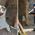 Pitbull maltrattati e tenuti incatenati sotto il sole, la scoperta a Battipaglia