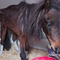 Pony abbandonata in montagna, ora è al canile di Cava de' Tirreni. I volontari: «Aiutateci a salvarla»