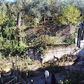 San Pietro, i residenti salvano la secolare quercia di via Galise