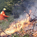 Smantellato il gruppo forestale, monta l'allarme incendi