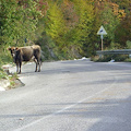 Tornata a "casa" la mucca catturata