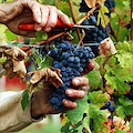 Vendemmia: Coldiretti prevede buon raccolto