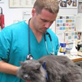 Veterinari al buio da sette mesi