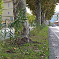 Viale Romano, piantumati 250 oleandri