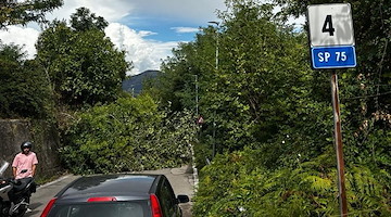 Albero crolla sulla SP 75: interrotto il transito tra Cava de' Tirreni e Dragonea 