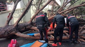 Albero crollato all'Università di Salerno, Villani (M5S): "Incidente che solleva domande. Serve chiarezza e responsabilità”