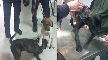 Battipaglia, polizia e ASL sottraggono a senzatetto due cani vittime di maltrattamenti