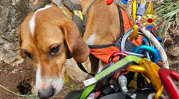 Cani dispersi nel Salernitano: l'intervento dei Vigili del Fuoco 