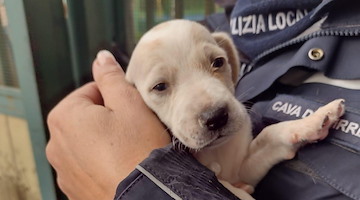 Cava de' Tirreni, cuccioli lanciati nel torrente: salvo un solo Breton Setter /foto 