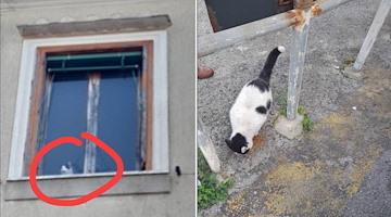 Cava de' Tirreni, gatto resta intrappolato all'interno di un edificio in fase di ristrutturazione 