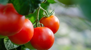 Sentenza storica in Campania: produttore condannato a sei mesi per aver messo a dimora piante di pomodoro San Marzano protette