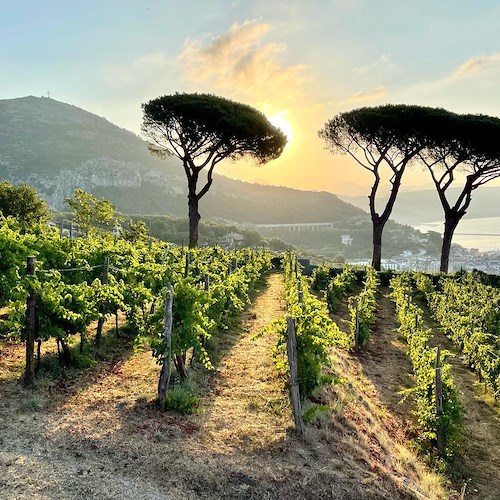 paesaggio vitivinicolo di Raito<br />&copy; Le Vigne di Raito - wine tour Amalfi Coast