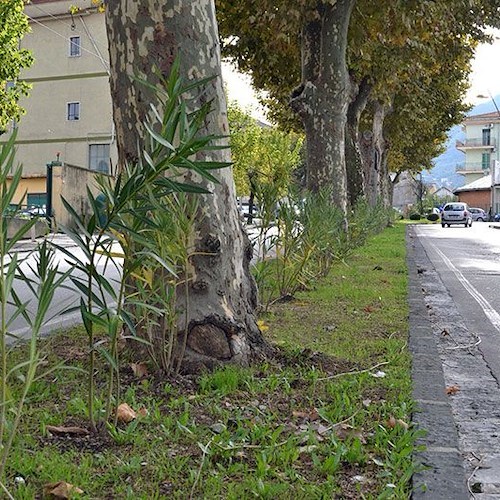 I nuovi oleandri in viale Romano